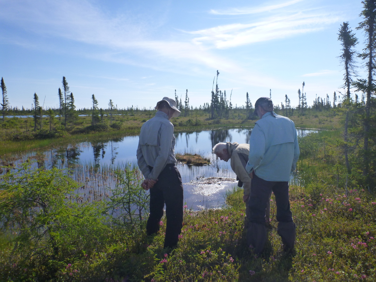  The muskeg overlooking the Attawapiskat river 